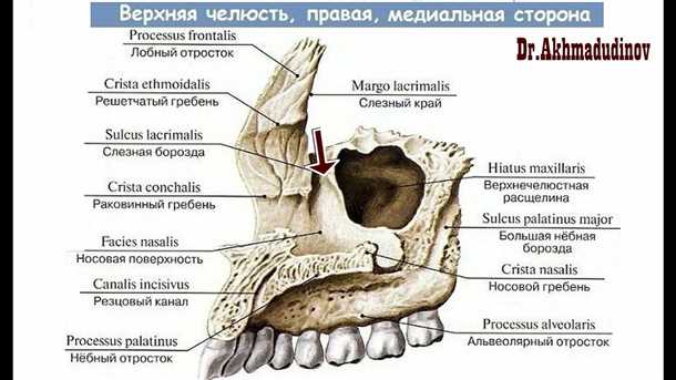 Альвеолярный отросток: роль и анатомические особенности