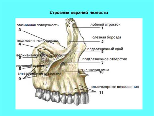 2. Воспалительные заболевания десен