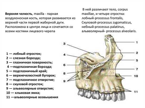 Верхняя челюсть