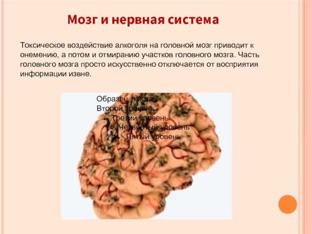 Влияние алкоголя и наркотиков на нервную систему