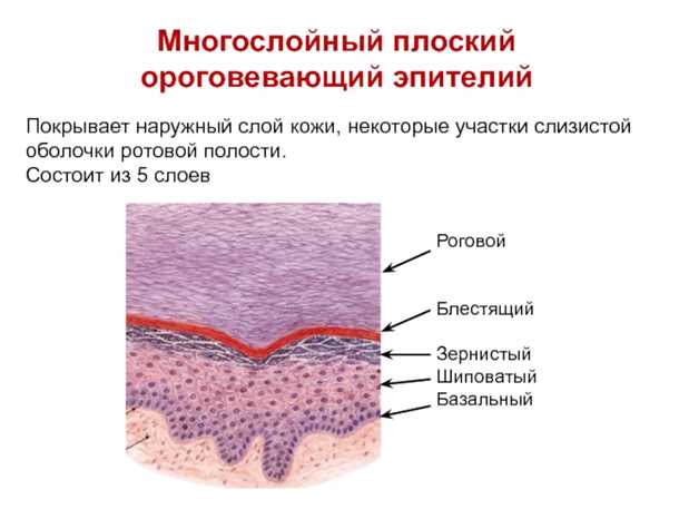 Влияние питания на эндогенные токсины и состояние эпителия рота