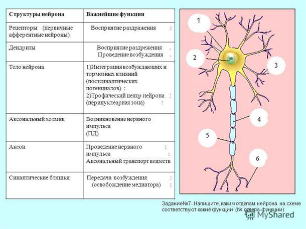 Значение сна для здоровья нервной системы