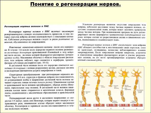 Стресс и его влияние на функции и структуру нервной системы