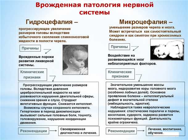 Влияние особенностей сосудистой системы на функционирование организма