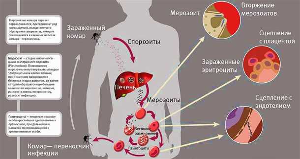 Развитие симптомов холеры