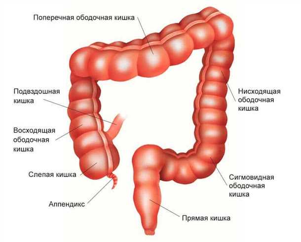 Заболевания подвздошной кишки: симптомы и лечение патологий
