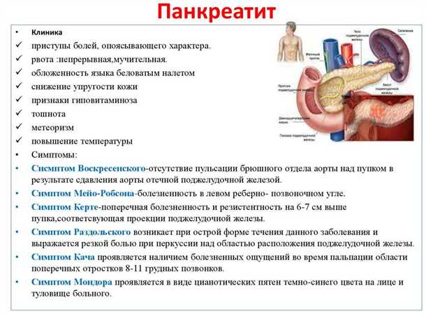 Строение поджелудочной железы и ее роль в организме