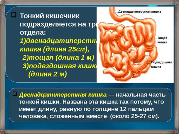 Заболевания тонкого кишечника: симптомы и лечение патологий