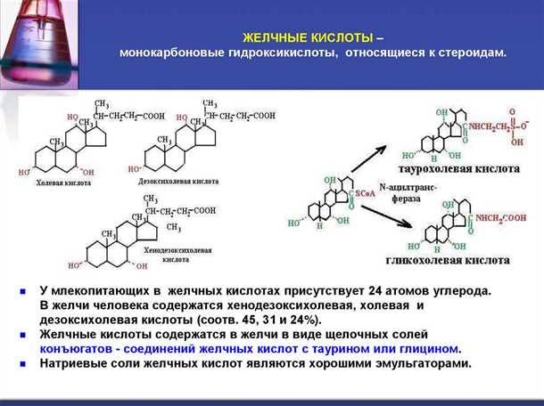 Процесс образования и выделения желчных кислот