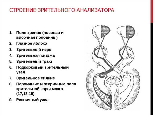 1. Рациональный режим работы и отдыха