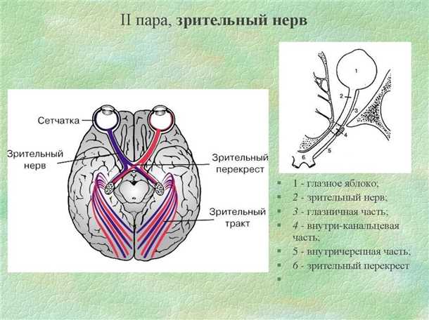 2. Здоровый образ жизни
