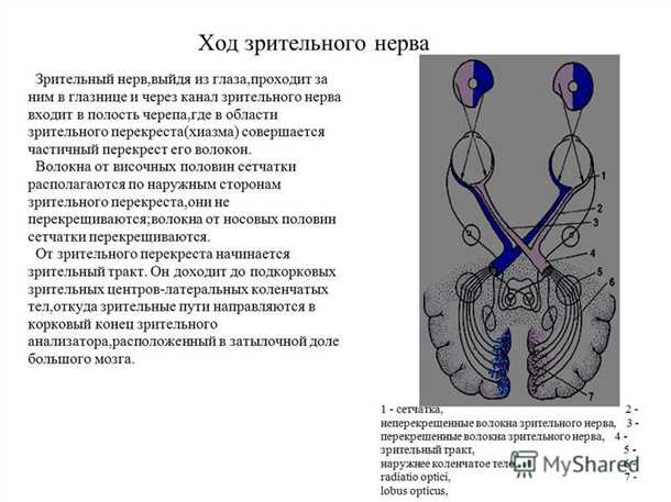 Строение глаза: