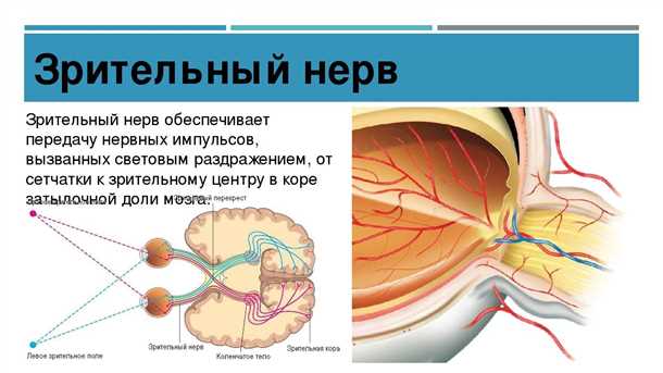 Зрительный нерв: структура и функции
