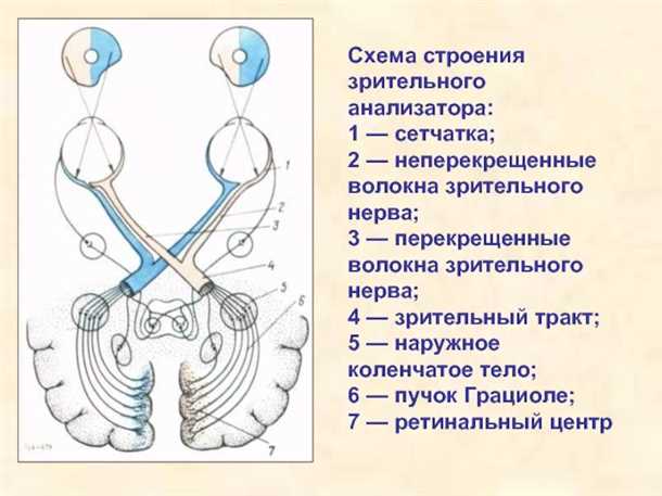 Структура зрительного нерва