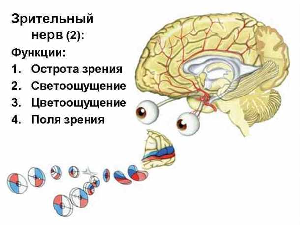 Функции зрительного нерва