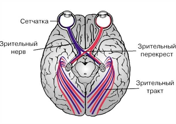 Оптический неврит: