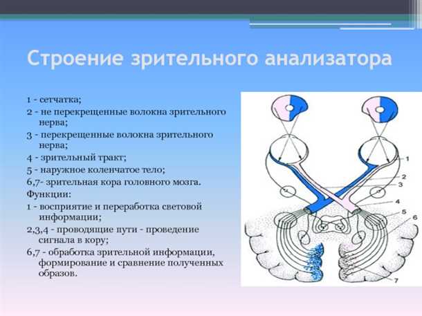 Зрительный нерв - строение, функции, лечение Зрительный нерв, строение, функции, лечение.