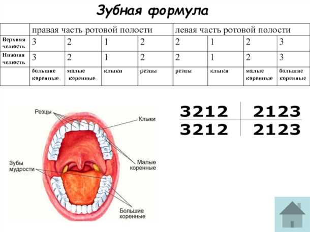 Зубная формула кошки